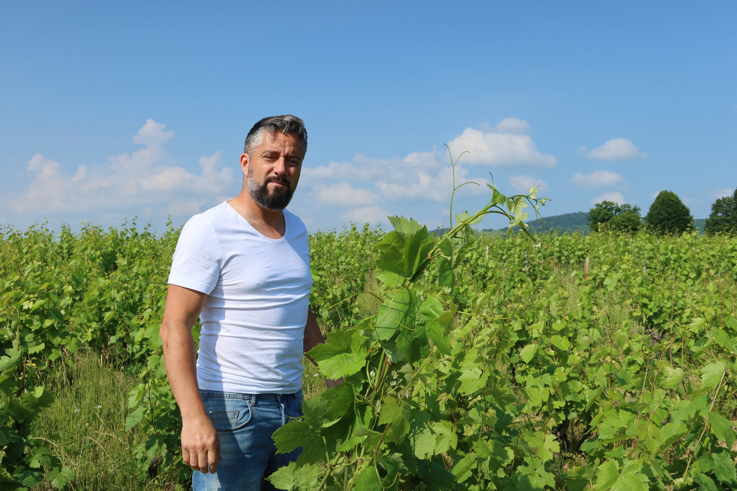 Domaine de la Cure (Fabrice Le Glatin)